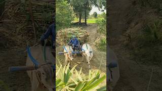 Bullock Cart heavy load pulling