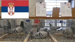 Serbia - Olimpiada Gołębi, Pigeon Olympiad - Poznań 2019