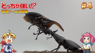 【どっちが強い!?】昆虫バトル サタンオオカブトvsギラファノコギリクワガタ！【図鑑GET!】に登場する昆虫同士の戦いだ！