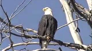 Eagle Preserve Rafting Wildlife Quest