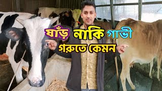 ষাঁড় নাকি গাভী | কোন জাতের গরু পালনে লাভ বেশি | ষাঁড় গরুতে কেমন | গাভি গরুতে কেমন |