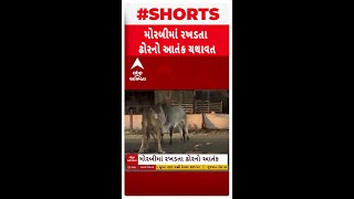 Morbi Cattle Issue : મોરબીમાં રખડતા ઢોરનો આતંક, જુઓ શોર્ટ વીડિયો