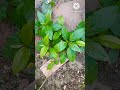 benefits of ficus racemosa cluster fig plant 🪴 viral youtube video 📹 shorts