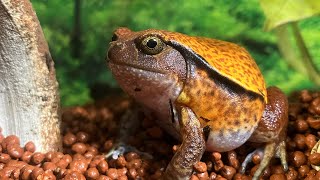 【カエル飼育】サビトマトガエル が成長した！