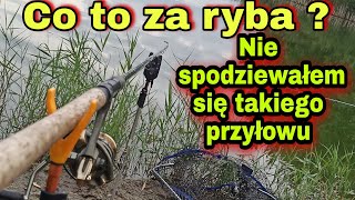 CO ZŁOWIĘ na żwirowni ?  Co to za RYBA  ? NIE WIERZYŁEM że Wziął  NA KULKĘ . WYNIKI