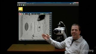 Microscopy: Finding Dirt in Your Optical System (Stephen Ross)
