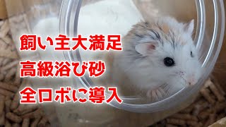 飼い主大満足の高級浴び砂 ロボロフスキー全員に導入