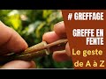 Greffe arbre fruitier : Greffe en fente (teaser)