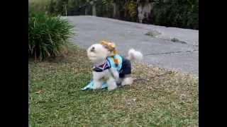 20121027 西施萬聖趴西施犬Shih Tzu 小花生與無頭鬼