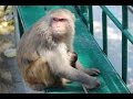 The Monkey Temple (Swayambhunath) - Kathmandu, Nepal