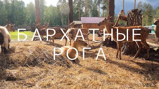 Оленья ферма «Бархатные рога» 2022. Съемка в 4K с квадрокоптера.