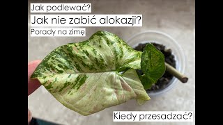 PLANT CHAT o pielęgnacji roślin🌱 | Repot with me | Sprawdzam korzenie roślin z ostatnich zakupów!😱