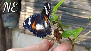 Metamorposic caterpillars become butterflies