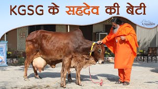 कमाल कर दिया KGSG के सहदेव की बेटी ने। #kamdhenugaushala #sahiwal #bulls #kgsg #cow #sehdev