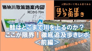 ほいとぼのブラ街歩き：小樽の勝納川に鮭の遡上を見に行く！（前編）