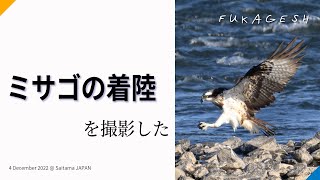 ミサゴ着陸～2022年12月4日撮影