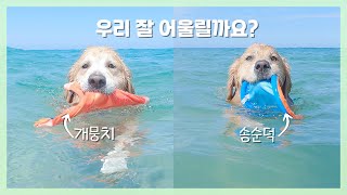 Retriever Mungchi goes on a playdate with Sunduk🎀- Summer holiday at Yangyang beach 😎