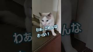 お皿を割った猫のばつの悪そうな顔が可愛すぎた　#shorts