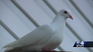 Stranded birds causing concern at Greenville County, South Carolina, home