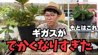 【巨大化】ドルステニアギガスがでかくなりすぎたので植え替えします！