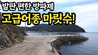 섬낚시 최고의 방파제. 무늬오징어,붉바리,문어