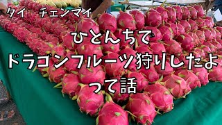 【タイ🇹🇭チェンマイ】ひとんちの庭でドラゴンフルーツ狩り🍎