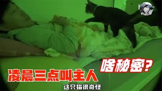 猫咪每天凌晨叫主人起床，可外面啥都没有，兽医来后才明白