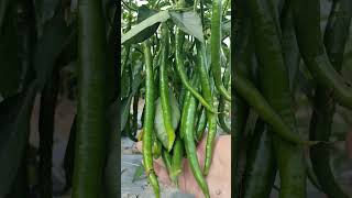 Very high yielding long peppers #pepper #Pepper planting