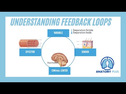 What are feedback loops?