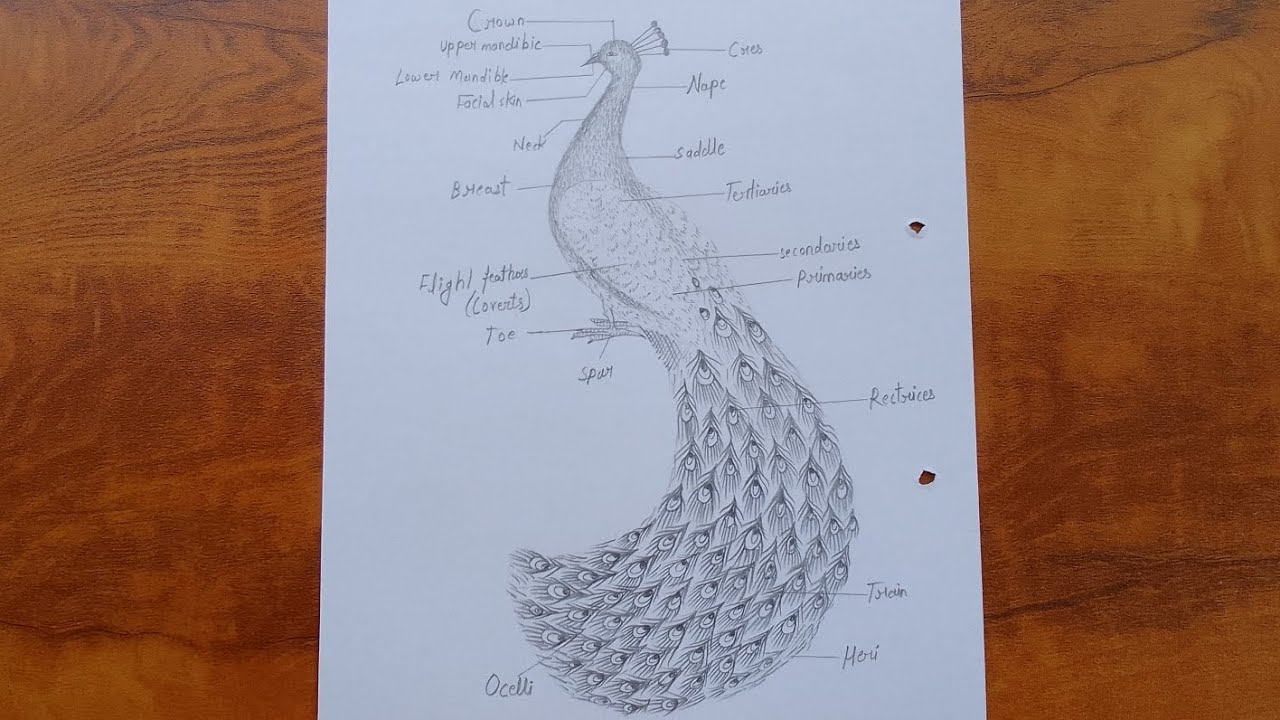 How To Draw Peacock | Peacock Diagram With Labeling Step By Step For ...