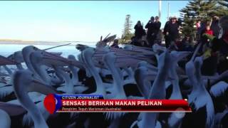 Sensasi Seru Berinteraksi dengan Ratusan Pelikan di Australia - NET12