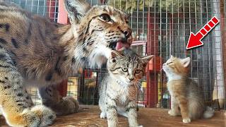 Wild Bobcat Adopted Stray Kittens and Raised Them as Her Own!