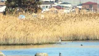 多摩川のコサギ飛翔