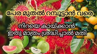 പഴ ചെടികൾ നിറയെ പൂക്കാനും കായ്ക്കാനും ഇതു മാത്രം ചെയ്താൽ മതി / Fruits Plants at Home Malayalam