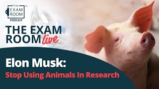 Elon Musk: Stop Using Animals In Research