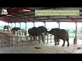 elephant morning antics at the homestead 🐘