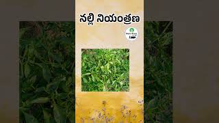 నల్లి నియంత్రణ | Mites Control | Mana Kisan (మన రైతు)