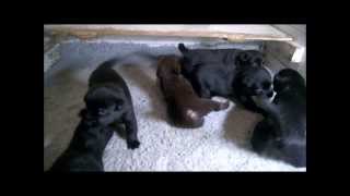 Australian Kelpie - Skovfarmen´s L-litter getting loud and about!