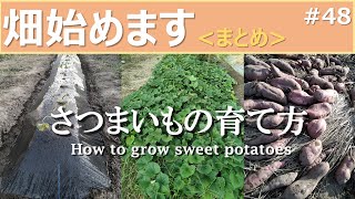 【日常】さつまいもの育て方、まとめました！ / Summary of how to grow sweet potatoes