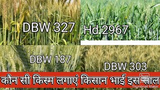 गेहूं की 5 प्रमुख उन्नत किस्में ।। करण वैष्णवी, करण शिवानी ,पूसा ओजस्वी,2967 ,dbw 187 #bharatkekisan