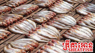 Sheatfish || ត្រីតាអោន