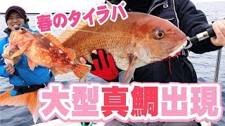 【鯛ラバ】春の大型がでた！初心者のもおすすめの釣り！激渋の中やらかした？／fishing