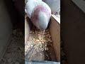 feeding pigeons