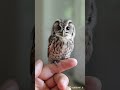 Cute owl #cutepets #viral #shorts #viralytshorts