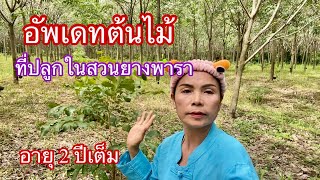 วิธีปลูกต้นไม้ในแปลงสวนยางพารา#อัพเดทต้นไม้ 2 ปีในสวนยาง @Channel-ci8qw (EP.189)