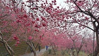 嘉義縣番路【半天岩紫雲寺】櫻花大爆花