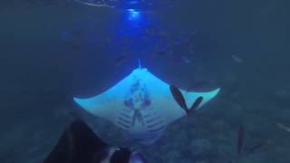 Manta Adventures - Night Dive with Manta Rays Kona Hawaii