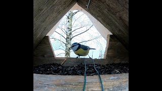 Sýkora modřinka, Blue Tit, Cyanistes caeruleus