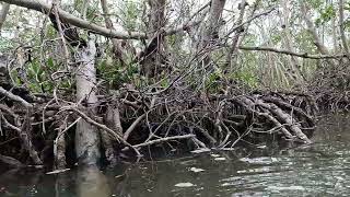 Ted Sperling Park Mangrove Tunnel 1