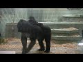 2013年頃のシャバーニ家族⑬shabani family around 2013